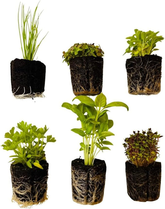 Herb Seedlings: Ready-to-Plant Seedlings, Starts, Plugs, Garden-Ready, Live Plants, Transplants, Pre-sprouted, for Soil & Hydroponic Gardens (Mini (6 seedlings))