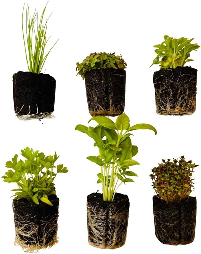 Herb Seedlings: Ready-to-Plant Seedlings, Starts, Plugs, Garden-Ready, Live Plants, Transplants, Pre-sprouted, for Soil & Hydroponic Gardens (Small (12 seedlings))