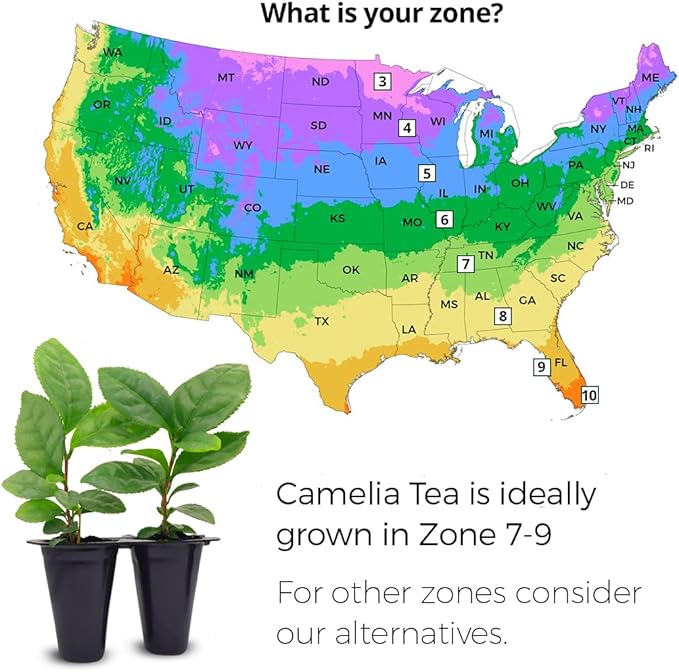 Camelia Tea Plant (4 Pack) | Real Live Plant for Sale | Perfect for Tea Lovers | Hardy and Easy to Grow for Planting | Grow Organic Tea Leaves at Home | Great for Indoor or Outdoor Gardens