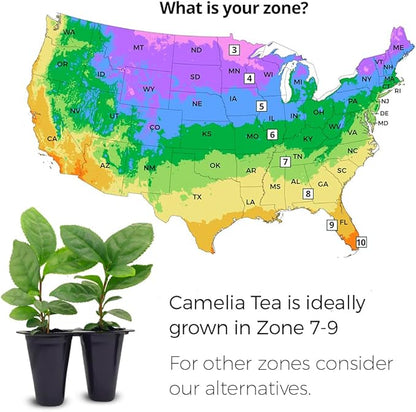 Camelia Tea Plant (4 Pack) | Real Live Plant for Sale | Perfect for Tea Lovers | Hardy and Easy to Grow for Planting | Grow Organic Tea Leaves at Home | Great for Indoor or Outdoor Gardens