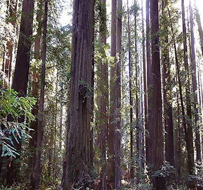 Cedar, Dogwood, Pine, Redwood, Spruce, Tree Seed by MySeeds.Co, You Choose The Color n Quantity (1 Pack, California Redwood - Big Pack)