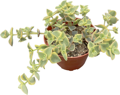 Sprout N Green Crassula pellucida SSP marginalis f rubra, 4in Live Succulent Fully Rooted with Soil Mix, Rare House Plant for Home Holiday Wedding Garden Decor, DIY Projects, Party Favor