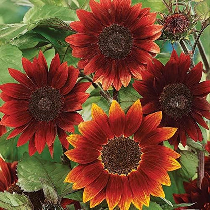 Park Seed Rouge Royale Sunflower Seeds – Deep Burgundy Blooms with Dark Centers, Multi-Branching Easy to Grow Spring Variety for Pollinator and Cutting Gardens, Pack of 50