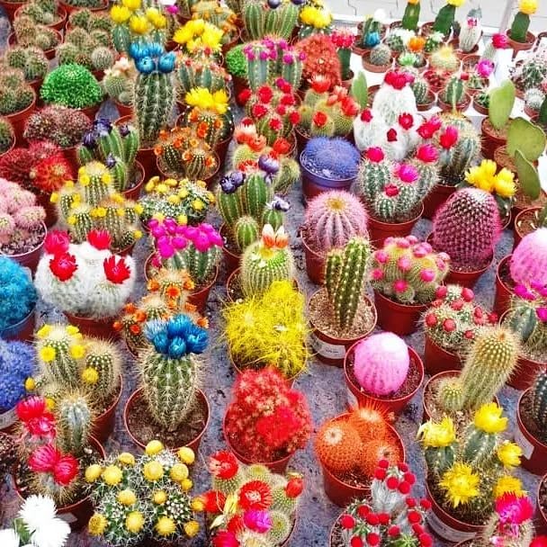 Seeds Cactus Variety Mix/Beautiful Plant/Perennial Flower Succulents