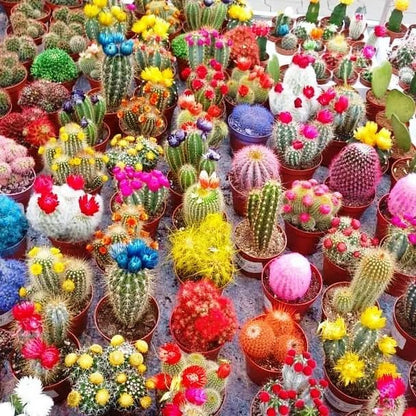 Seeds Cactus Variety Mix/Beautiful Plant/Perennial Flower Succulents