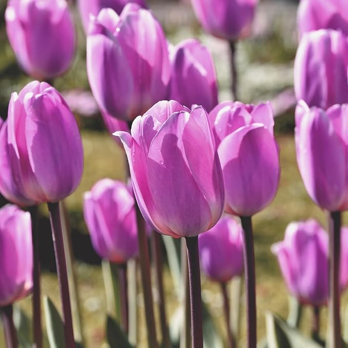 Lavender Purple Triumph Tulip Flowers – Gardener’s Favorite 10‑Bulbs| Pure & Variegated Lavender-Purple Spring Blooms | Sturdy Mid-Spring Perennials – Attracts Bees & Butterflies - USDA Zones 3–8