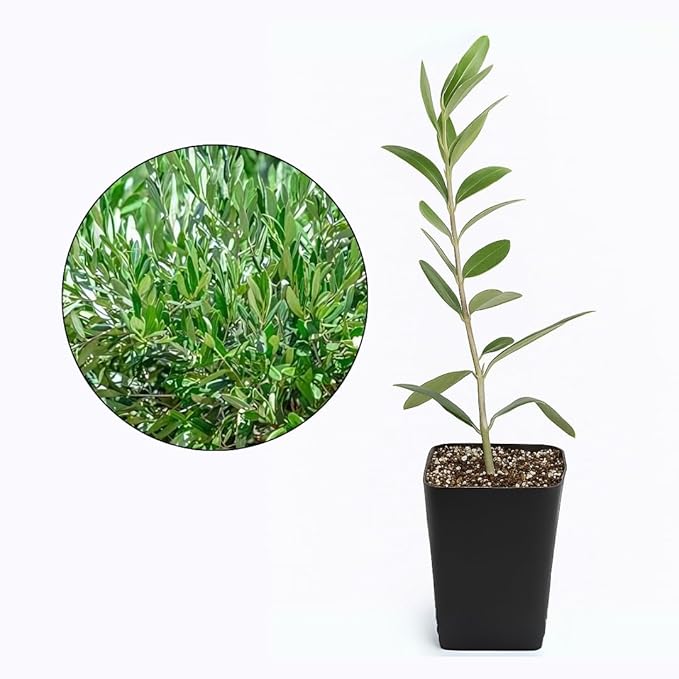 Dwarf Olive Tree Starter Plant, 2 Inch Pot, Indoor Outdoor Bonsai (1)