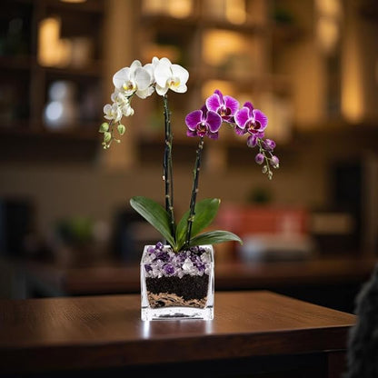Live White and Purple Double Stem Phalaenopsis Orchid Plant with Clear Quartz and Amethyst - Premium Dual-Color Flowering Houseplant, Easy Care Live Plant