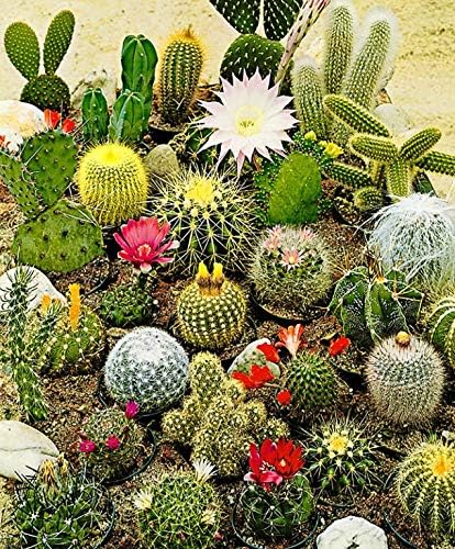 Seeds Cactus Variety Mix/Beautiful Plant/Perennial Flower Succulents