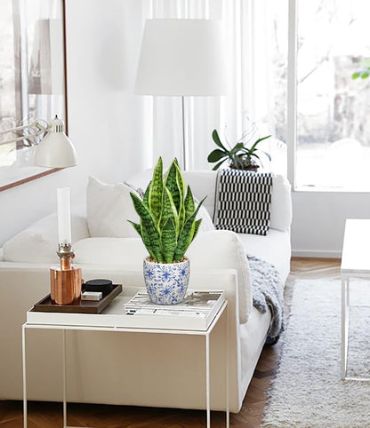 Hollyone Artificial Snake Plant Potted Faux Sansevieria Trifasciata Plants, 15.7" Tropical Fake Plants in Blue and White Porcelain Pots for Home Office Room Indoor Decor Housewarming Gifts