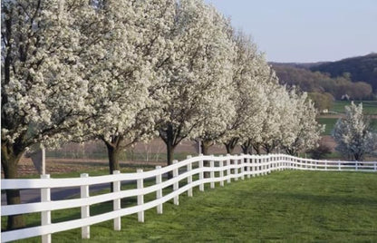 White Flowering Dogwood Tree - Huge 4 Inch Flowers - 2 to 3 Foot Live Plant