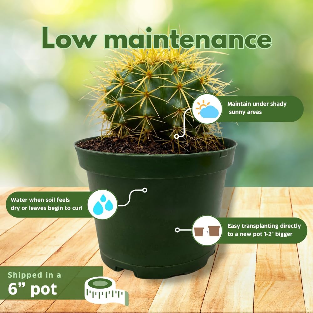 BubbleBlooms Golden Barrel Cactus in a 6 inch Pot Echinocactus Grusonii, Gold Ball Cacti