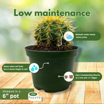 BubbleBlooms Golden Barrel Cactus in a 6 inch Pot Echinocactus Grusonii, Gold Ball Cacti
