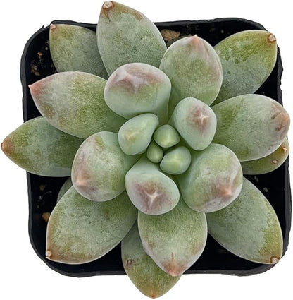 2" Rare Succulent x Pachyveria 'Angel's Finger', Live Succulents Plants Fully Rooted in Grower Pots, Unique Gift for Wedding Favor, Party Favor
