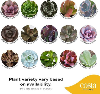 Costa Farms Live Succulent Plants (12-Pack), Mini Succulent Assortment Potted in Nursery Plant Pots, Grower's Choice Indoor Houseplants, Bulk Gift for Baby Shower, Wedding, Party, 2-Inches Tall