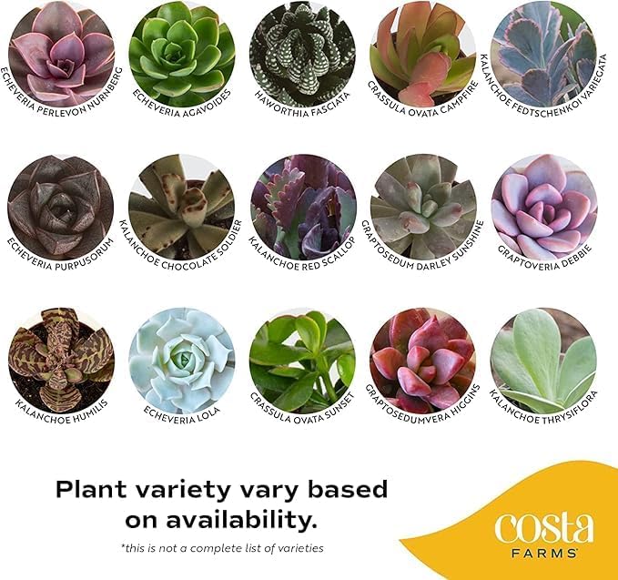 Costa Farms Mini Succulents (48 Pack), Live Succulent Plants in Decor Pots, Indoor Houseplants in Potting Soil, Party Favor Gifts, Bulk Baby Shower, Bridesmaid, 2-Inches Tall
