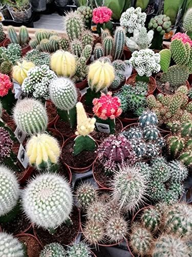 Cactus Seed Mix 50+ Assorted Cacti Seeds for Planting Indoors and Outdoors Different Varieties