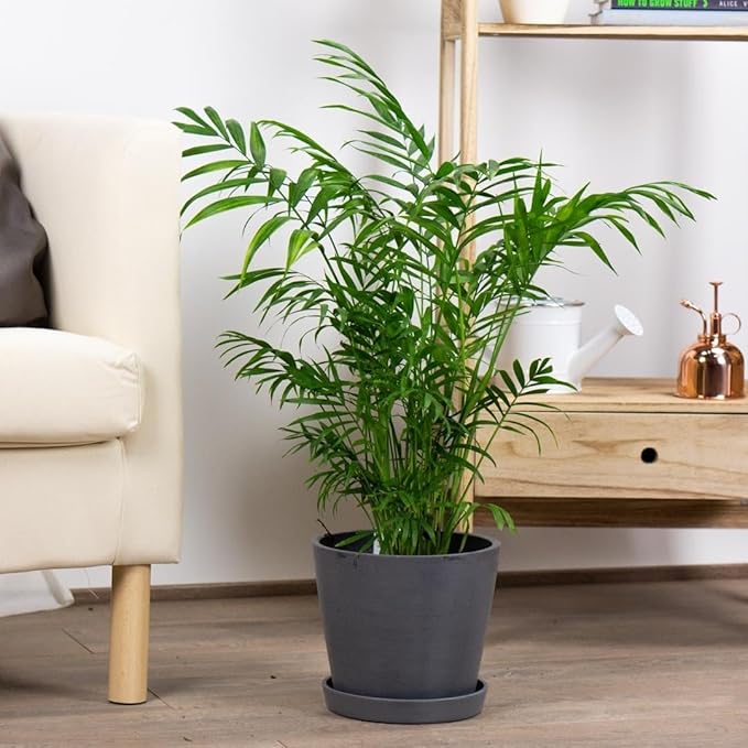 Seeds Parlor Palm (Chamaedorea elegans) Perennial Tree