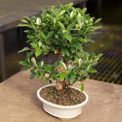 Brussel's Bonsai Live Golden Gate Ficus Indoor Bonsai Tree - Large, 10 Years, 16 to 20 In - Live Bonsai Tree in Ceramic Bonsai Pot and Humidity Tray