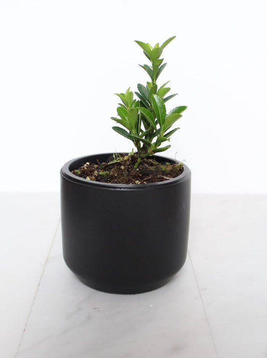 Live Bonsai Starter Tree Boxleaf Euonymus Cute Plant, Japanese Spindle Tree, Indoor Outdoor Dwarf Shrub (Black Ceramic Pot)