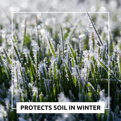 Perennial Ryegrass Seeds for Planting - Premium Quality Non-GMO Grass Seed for Lawns, Pastures, and Sports Fields (1/2 Pound)