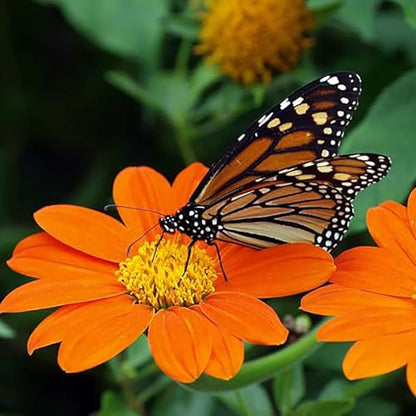 Mexican Sunflower Seeds - Attracts Bees and Butterflies