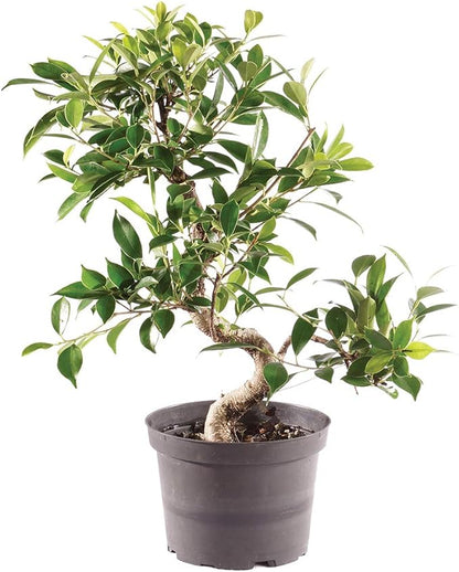 Brussel's Bonsai Live Golden Gate Ficus Indoor Bonsai Tree-7 Years Old 8" to 10" Tall with Plastic Grower Pot, Medium,