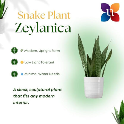 United Nursery Sansevieria Zeylanica Live Indoor Snake Plant 26-32 Shipping Size Shipped Fresh in 9.25 Grower Pot