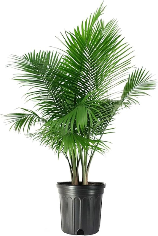 American Plant Exchange Majesty Palm – 10-Inch Pot – Live Tropical Houseplant with Arching Green Fronds, Easy Care Indoor or Patio Plant for Home, Office, Apartment & Landscape Décor