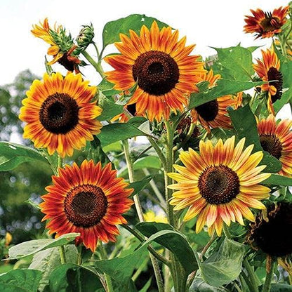 Park Seed Evening Sun Organic Sunflower Seeds – Multi-Bloom Sunset Shades of Yellow, Orange, and Red, Easy to Grow for Cutting and Vegetable Gardens, Pack of 25