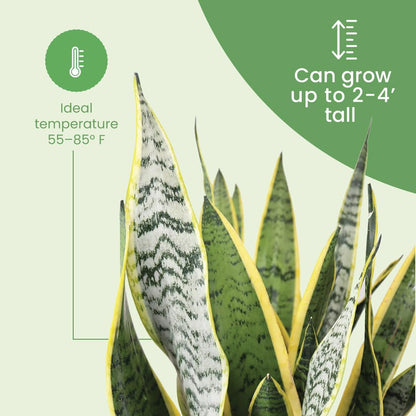 American Plant Exchange Snake Plant Bundle – Large 10-Inch Pots Sansevieria Laurentii & Zeylanica, 2-3ft Tall, Low-Maintenance, Air-Purifying Live Houseplants for Home, Office, or Outdoor Patio Décor