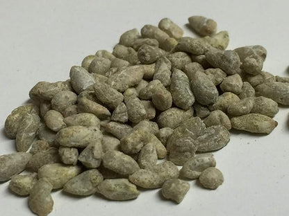 KVITER 25 White Cotton Seeds for Planting (Gossypium hirsutum) – Real Cotton Plant, Cottons Seeds for Growing, Heirloom & Non-GMO Cotton's Plant Seeds for Gardeners – Perfect for Ornamental or Fiber