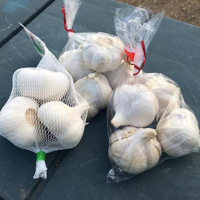 1 Pound Garlic for Planting in Fall Hardneck, 8-10 Music Garlic Bulbs for Planting, Fresh and High Yield Bulb Variety Pack, Hardy and Fast Growing