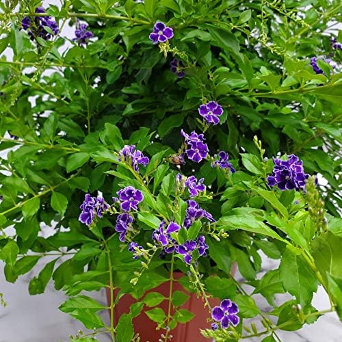Tropical Plants of Florida - Duranta Sapphire Showers - Flowering Bush Plant - Overall Height 22" to 26" (Plant Only)