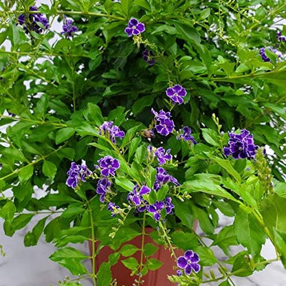 Tropical Plants of Florida - Duranta Sapphire Showers - Flowering Bush Plant - Overall Height 22" to 26" (Plant Only)