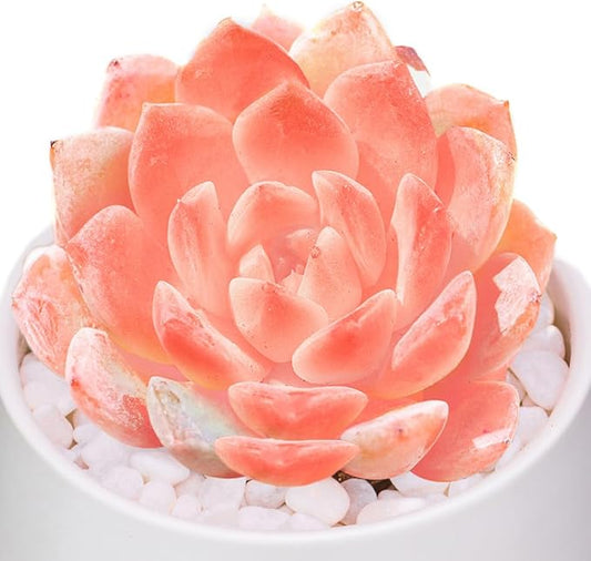 FWPP,Rare Live Succulent Plants Echeveria Little Beauty, Mini Pink 1 Head 2" Live Plants,Bare Root Without Pot Soil, Garden Indoor Wedding Party Baby Shower Decoration Friend Plant Lovers Gifts