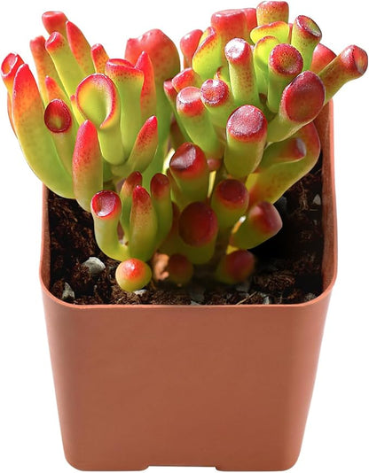 2" Live Succulent 'Trumpet Jade', Rare Succulent Plants Fully Rooted in Pots, Unique House Plant for DIY, Party Favor, Home Office Decoration
