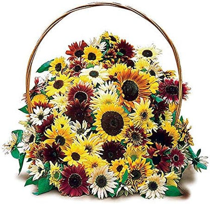 Park Seed Monet's Palette Mix Sunflower Seeds – Designer Blend of Pollen-Free, Multi-Bloom Varieties in Rare Colors, Ideal for Cutting Gardens and Bouquets, Easy to Grow, Pack of 50