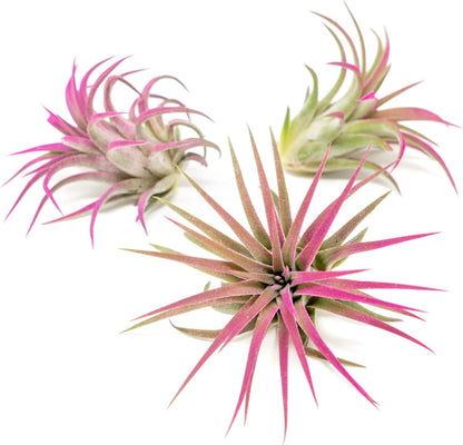 Fuchsia Colorful Tillandsia Air Plants - Long Lasting Color Enhanced Live Tillandsia Succulent House Plants - Home and Garden Decor - Easy Care Indoor/Outdoor Plants (Ionantha Rubra, Pack of 3)