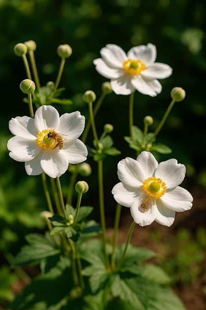 Perennial Farm Anemone x Hybrida 'Honorine Jobert' – Live Windflower in #1 Container, Elegant White Blooms with Yellow Centers, Long Blooming, Deer Resistant, Great for Shade & Pollinator Gardens