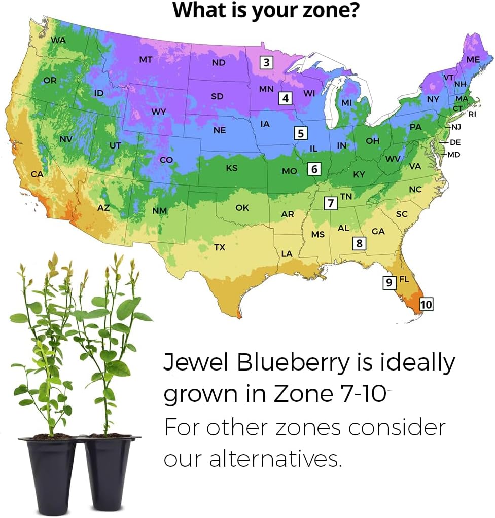 Pink Lemonade Blueberry (Jewel)