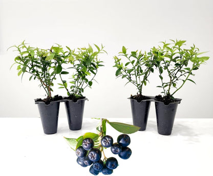 Pink Lemonade Blueberry (Top Hat)