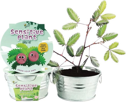 BUZZY Seeds Mini Basin Sensitive Plant Grow Kit, Interactive Leaves Move When Touched, Flower Starter Kit for Kids and Adults | Indoor Gardening Gift, DIY Home Project