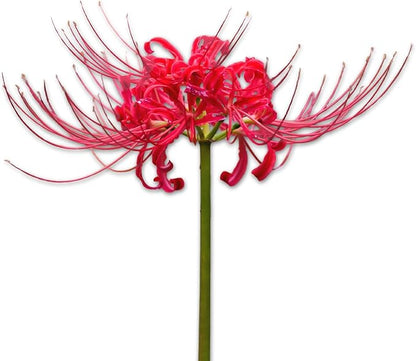 Easy to Grow Lycoris Red 'Spider Lily' Plant Bulb (1) - Red Flowering Blooms in Summer to Fall Gardens