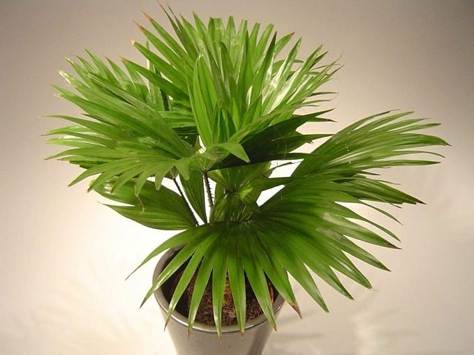 Palm Livistona Seeds – Perennial Fan Palm (Livistona spp.) | Drought-Tolerant, Elegant Ornamental Tree for Landscapes & Containers