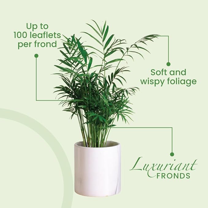 American Plant Exchange Live Areca Palm – 10-Inch Pot – Tropical Indoor Houseplant with Lush Feathery Fronds, Pet-Friendly Easy Care Plant for Homes, Offices, Patios & Decorative Containers