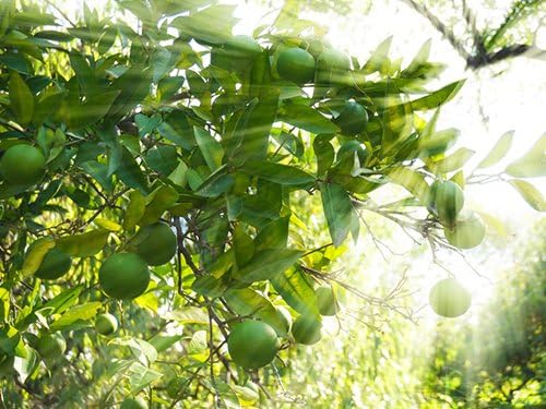 Sympathy Persian Lime Gift Tree, Lime Tree, Easy to Grow, Indoor/Outdoor, Live Plant, Lasting Sympathy Gift, by The Magnolia Company, Can't Ship to CA, AL, AZ, LA, TX