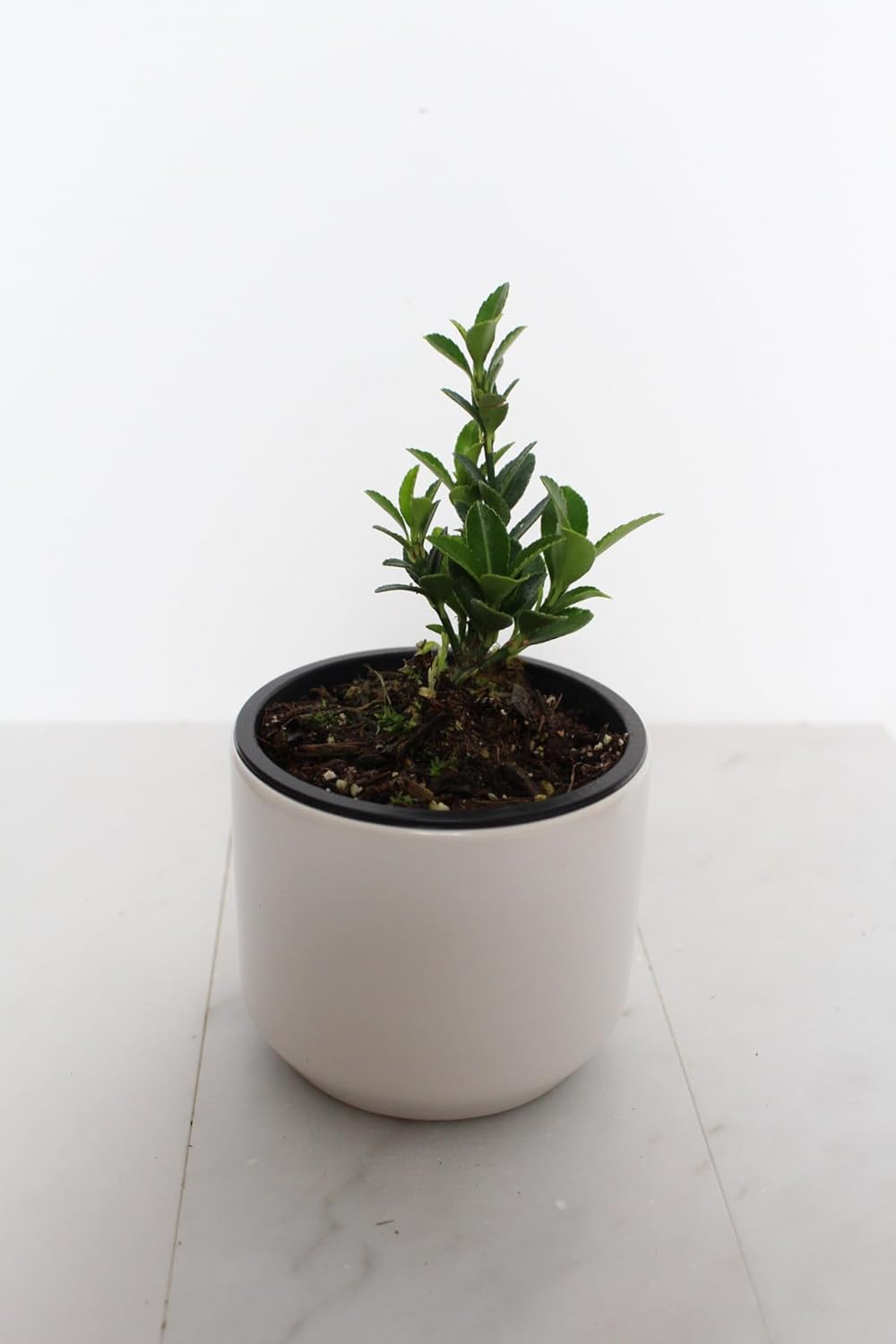 Live Bonsai Tree Boxleaf Euonymus Plant, Japanese Spindle Tree, Indoor Outdoor Dwarf Shrub (White Ceramic Pot)