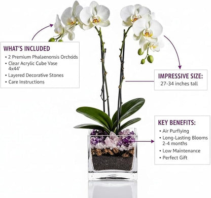 Premium White Phalaenopsis Orchid Plant - Live Double Stem with Amethyst Crystal - Indoor Flowering Houseplant Gift - Perfect for Birthday Anniversary