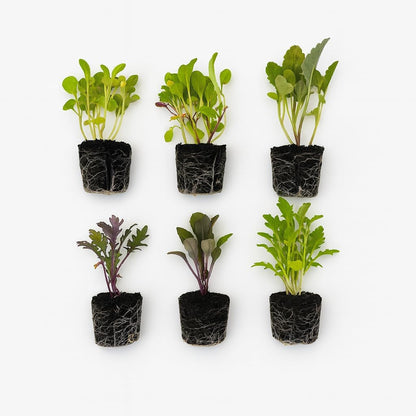 Greens Seedlings: Ready-to-Plant Seedlings, Starts, Plugs, Garden-Ready, Live Plants, Transplants, Pre-sprouted, for Soil & Hydroponic Gardens (XL (120 seedlings))